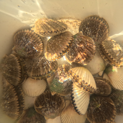 Crystal River: Scalloping at its best!